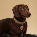 Star-Mark Brown Croc Pet Collar