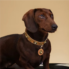 Star-Mark Brown Croc Pet Collar