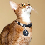 Black Sky & White Star Pet Collar