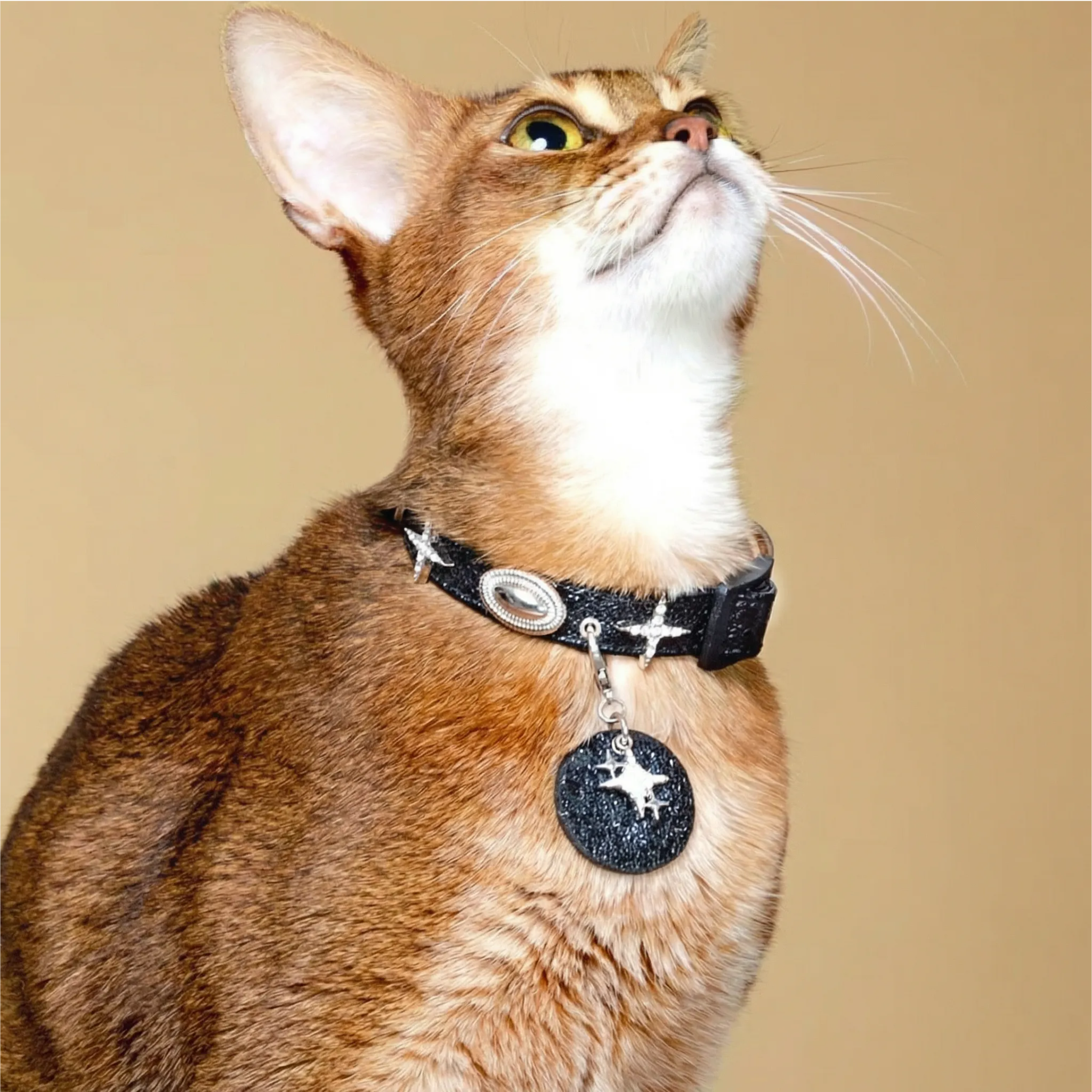 Black Sky & White Star Pet Collar