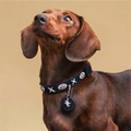 Black Sky & White Star Pet Collar