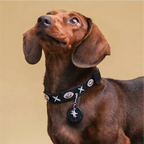 Black Sky & White Star Pet Collar