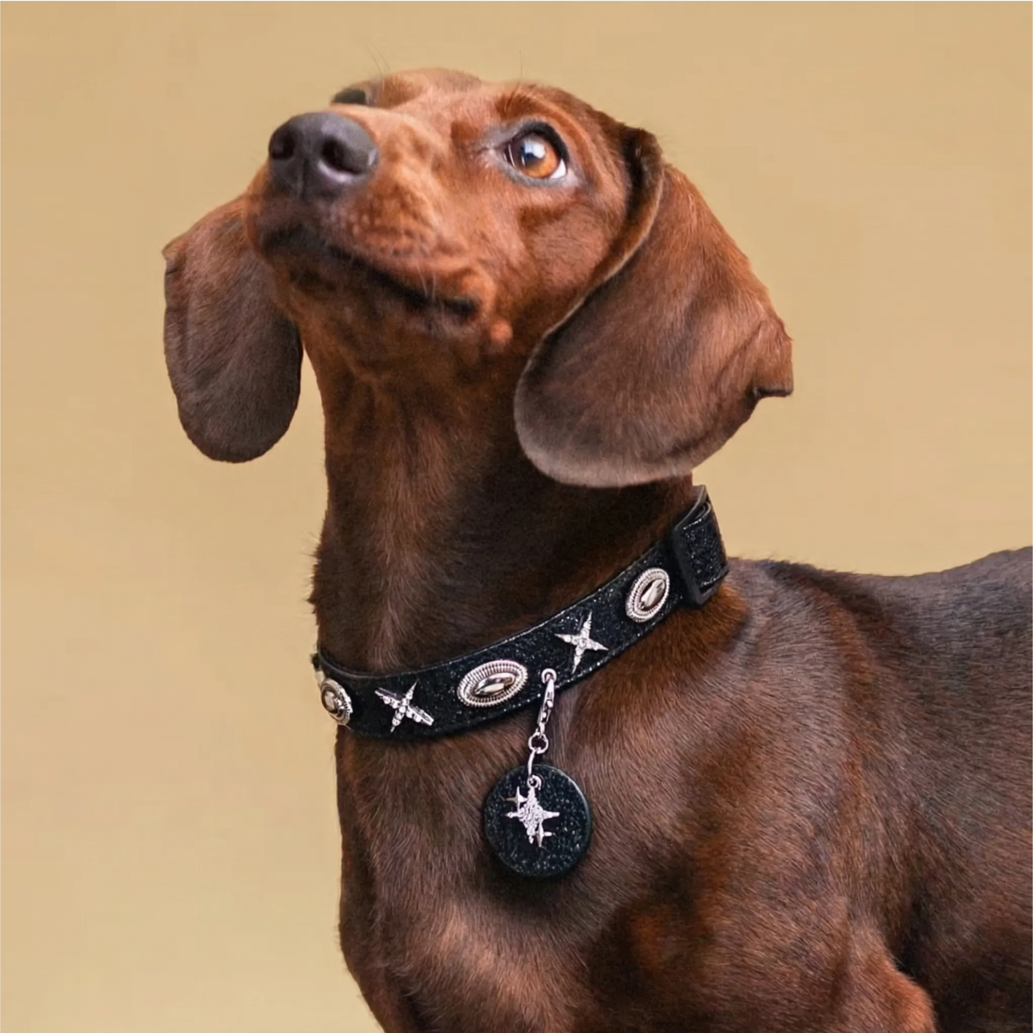 Black Sky & White Star Pet Collar