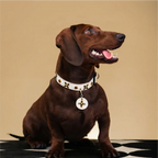 Star-Mark White Croc Pet Collar