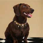 Golden Serpent Kiss Pet Collar