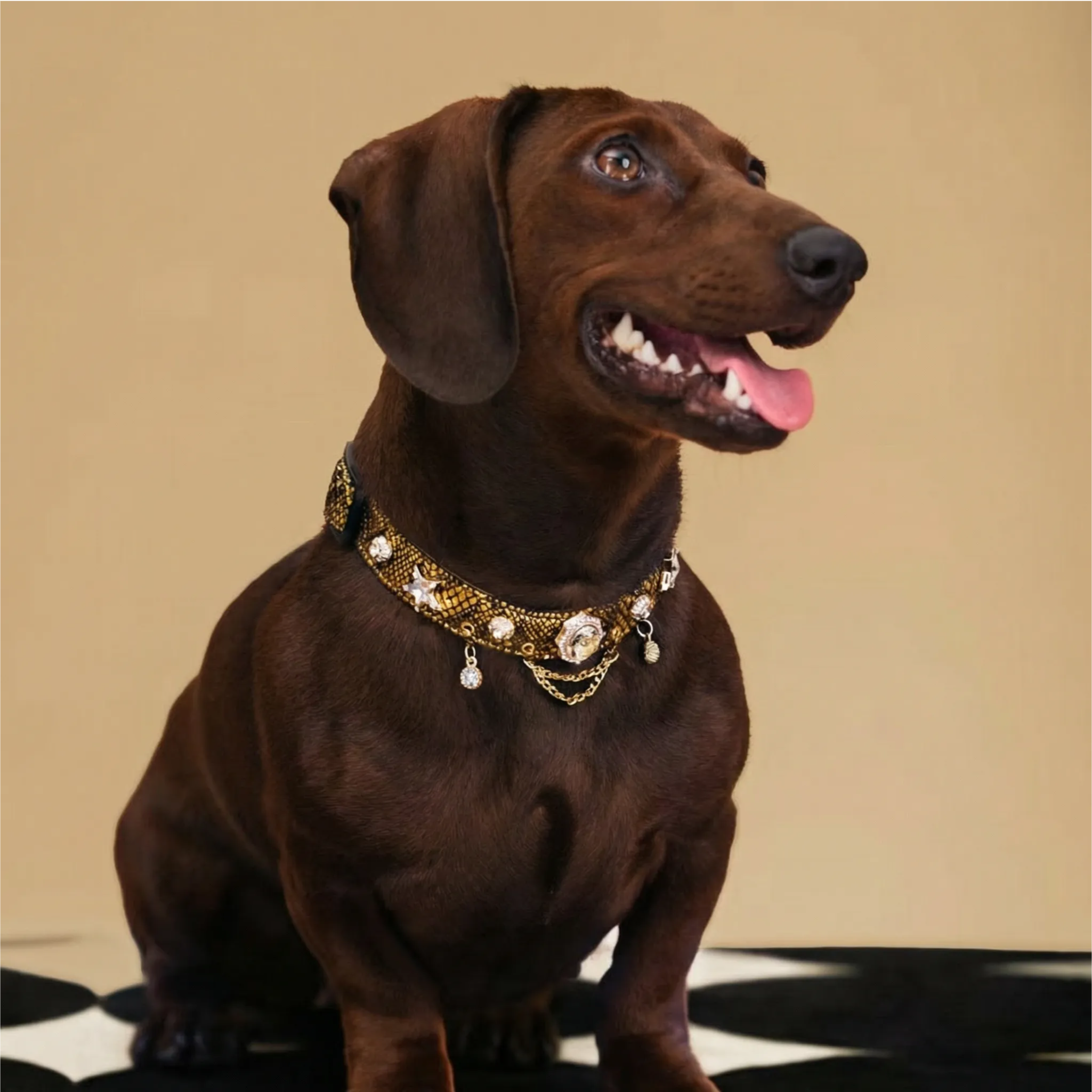 Golden Serpent Kiss Pet Collar