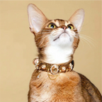 Golden Serpent Kiss Pet Collar