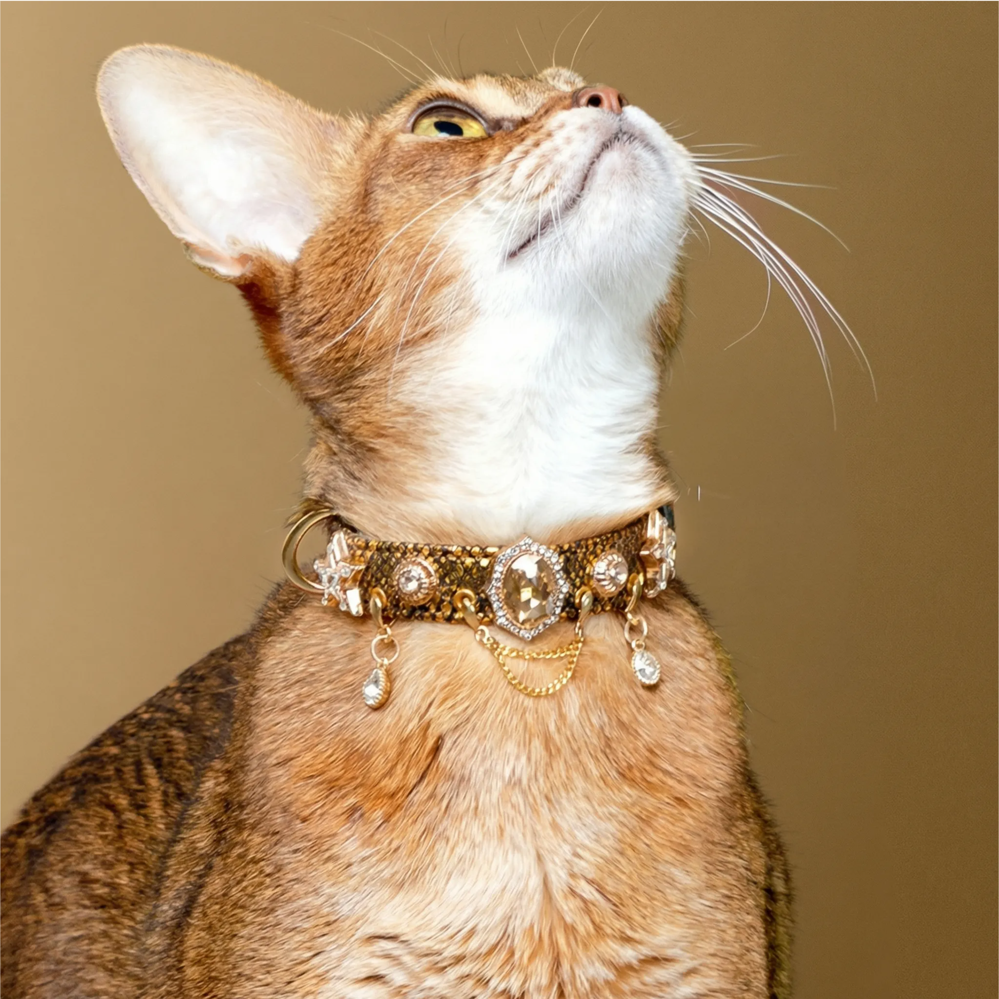 Golden Serpent Kiss Pet Collar