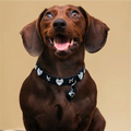 Shimmering Silver & Black Pet Collar