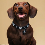 Shimmering Silver & Black Pet Collar