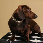 Golden Serpent Kiss Design Pet Collar