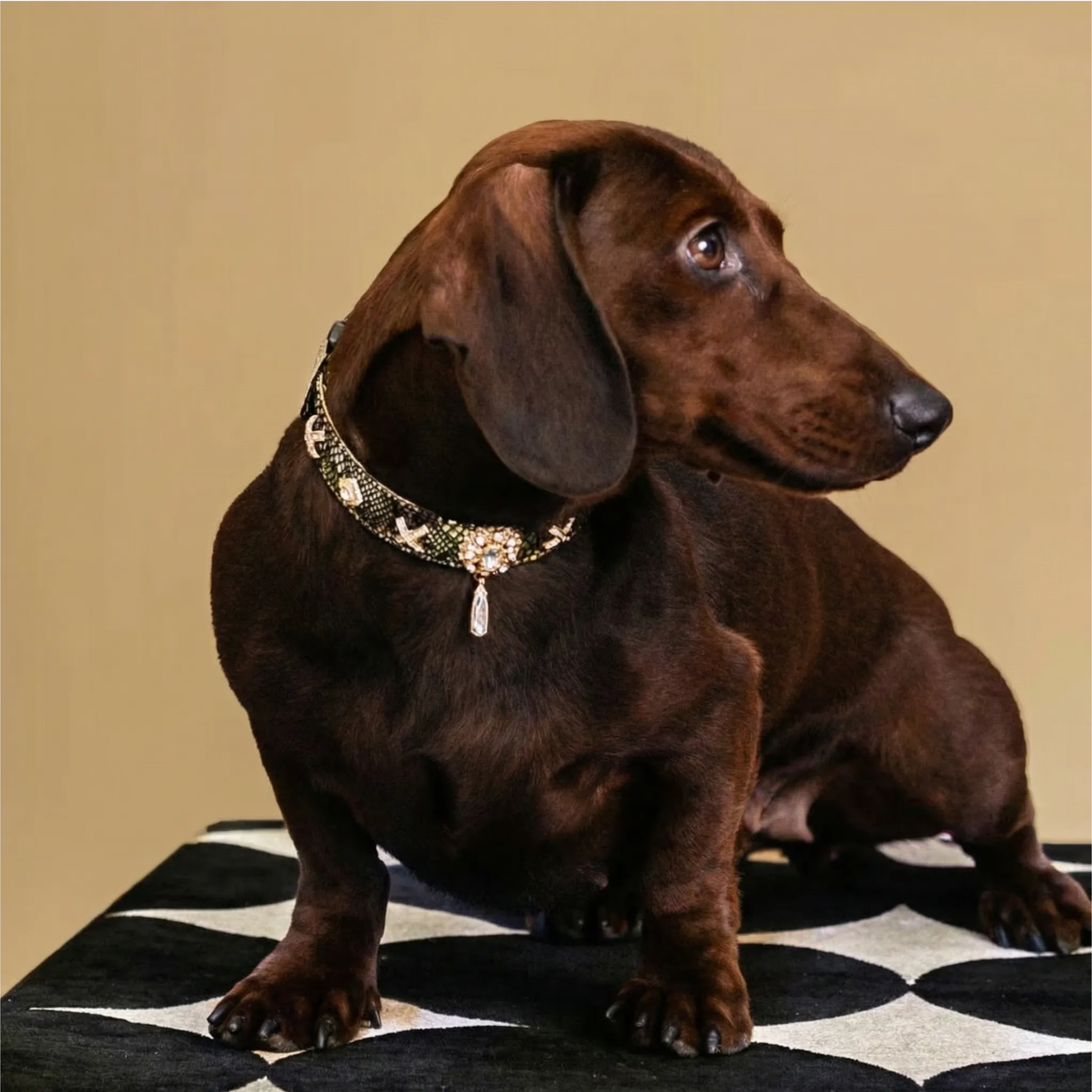 Golden Serpent Kiss Design Pet Collar