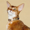 Golden Serpent Kiss Design Pet Collar