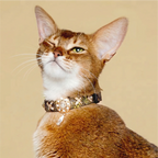 Golden Serpent Kiss Design Pet Collar