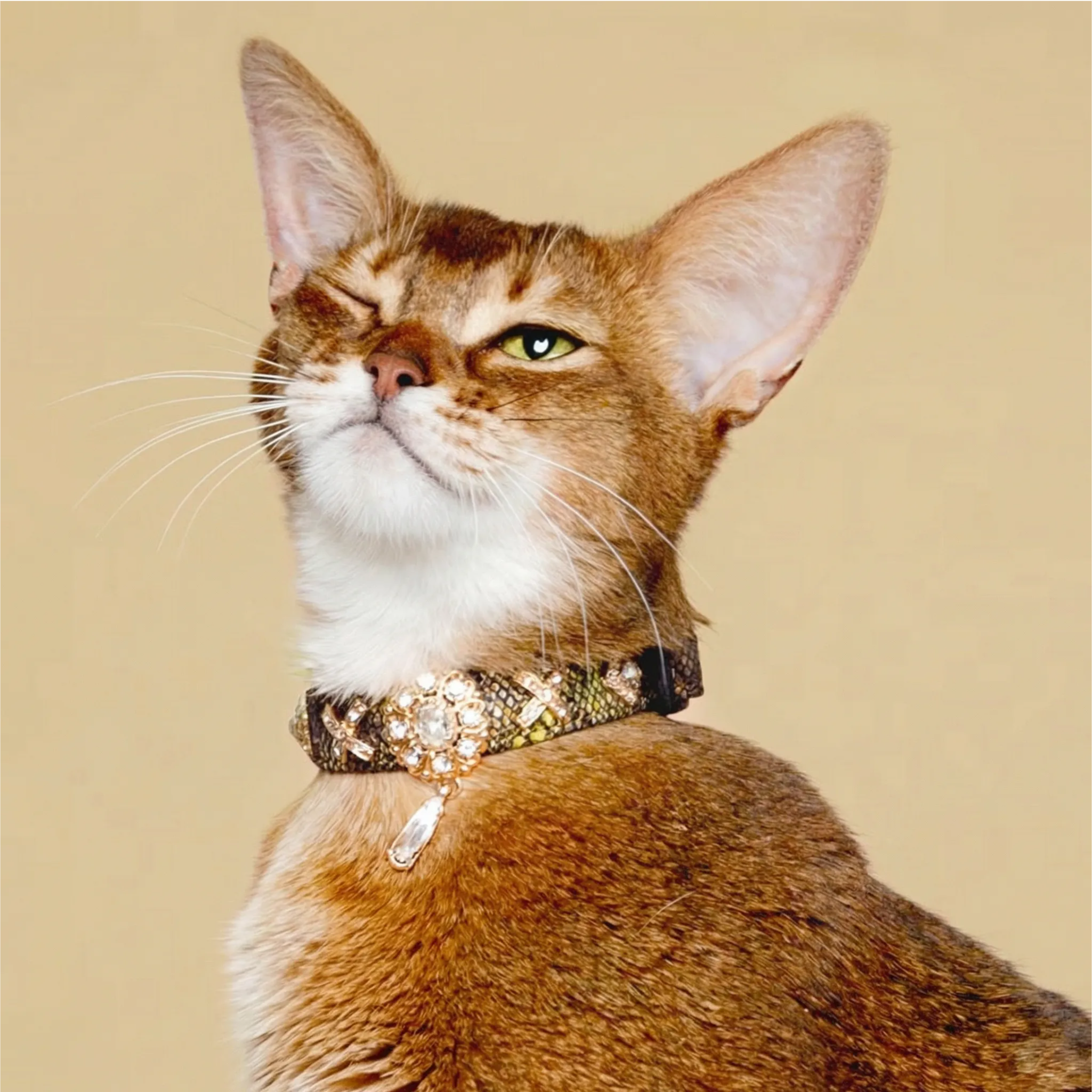 Golden Serpent Kiss Design Pet Collar