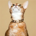 Golden Serpent Kiss Design Pet Collar