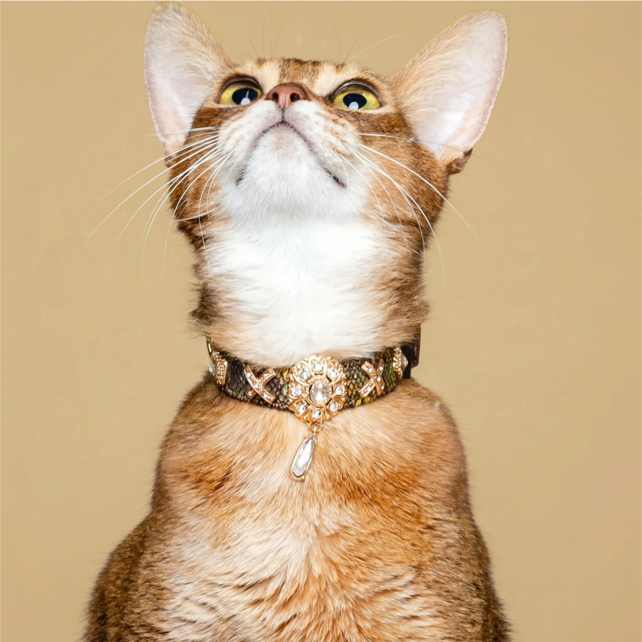 Golden Serpent Kiss Design Pet Collar