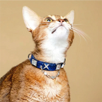 Shimmering Serpent-Pattern Pet Collar