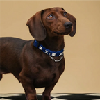 Shimmering Serpent-Pattern Pet Collar