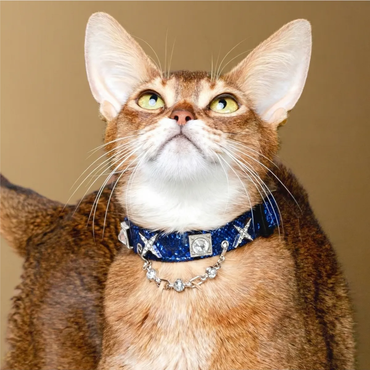 Shimmering Serpent-Pattern Pet Collar