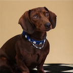 Shimmering Serpent-Pattern Pet Collar