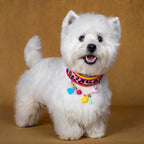 Neon Leopard Pet Collar & Leash Set