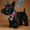 Neon Leopard Pet Collar & Leash Set