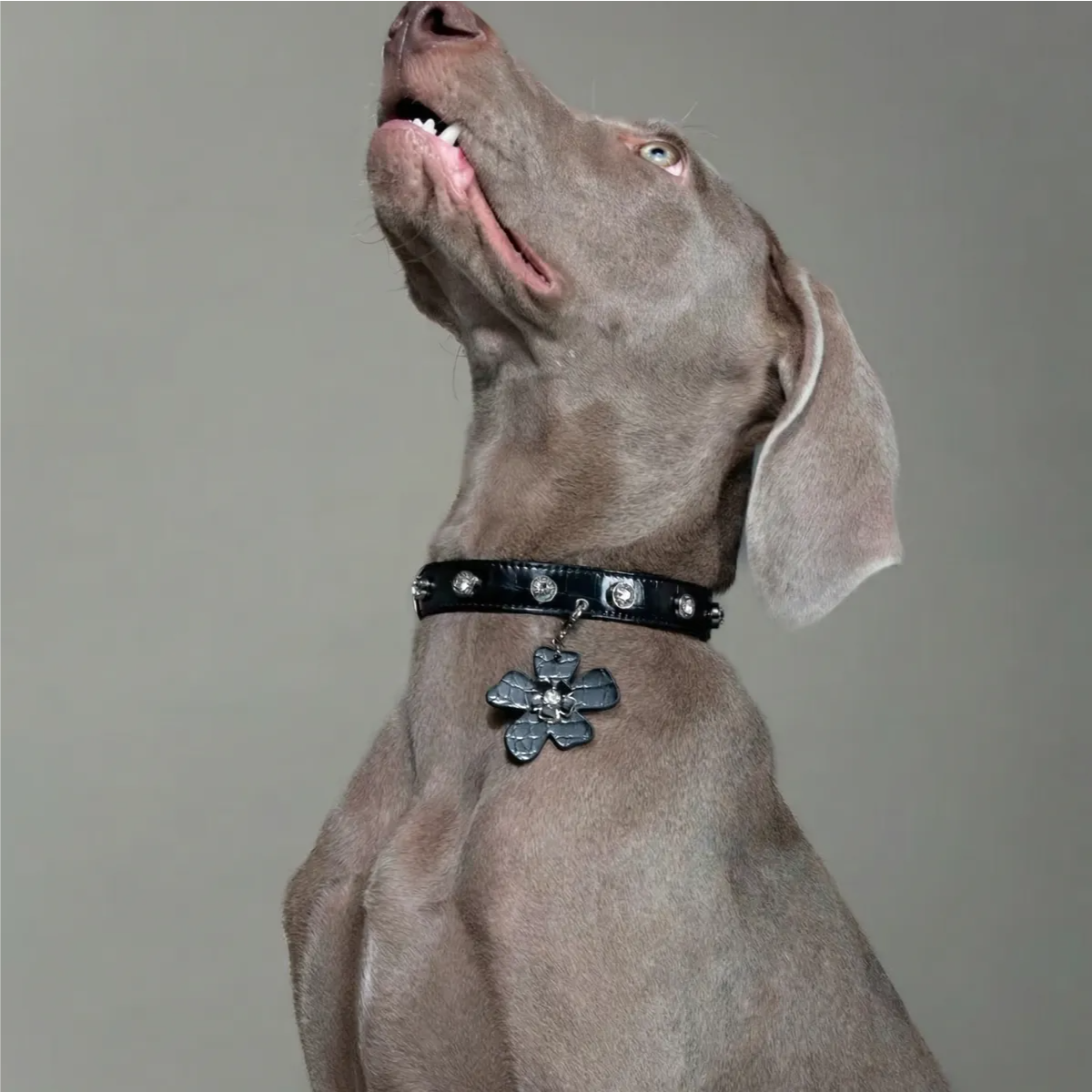 Croc-Embossed Flower Charm Pet Collar