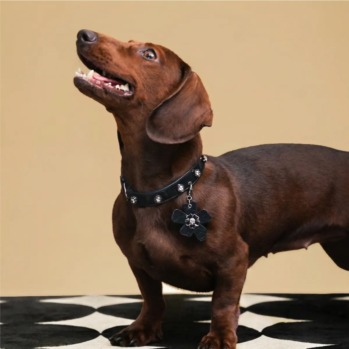 Croc-Embossed Flower Charm Pet Collar