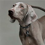 Croc-Embossed Flower Charm Pet Collar