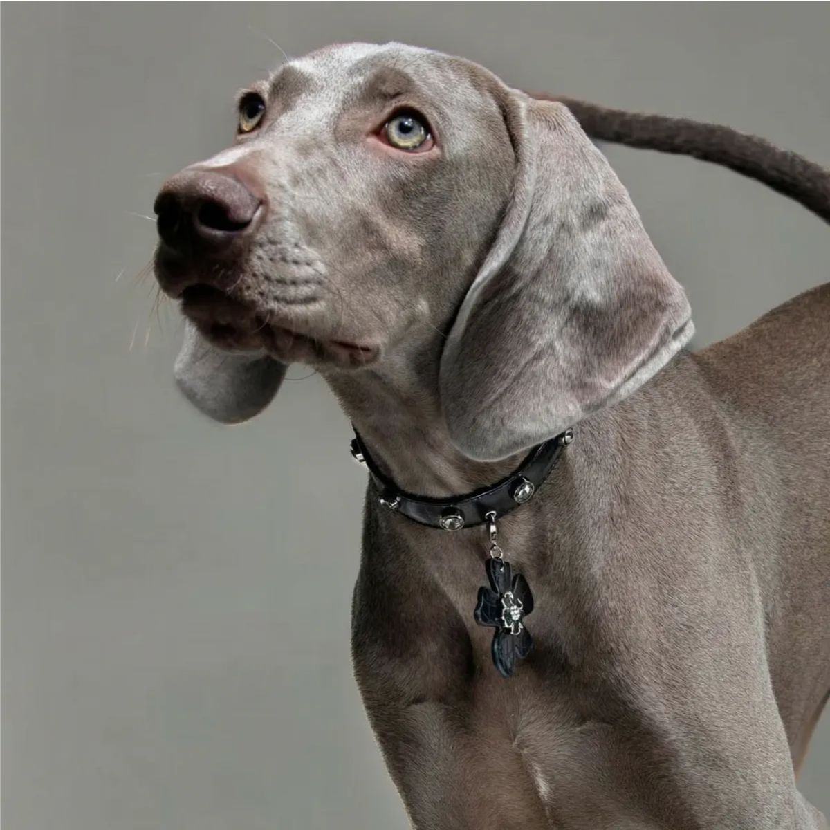 Croc-Embossed Flower Charm Pet Collar