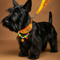 "Orange Soda" Plaid Pet Collar & Leash Set