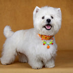 "Orange Soda" Plaid Pet Collar & Leash Set