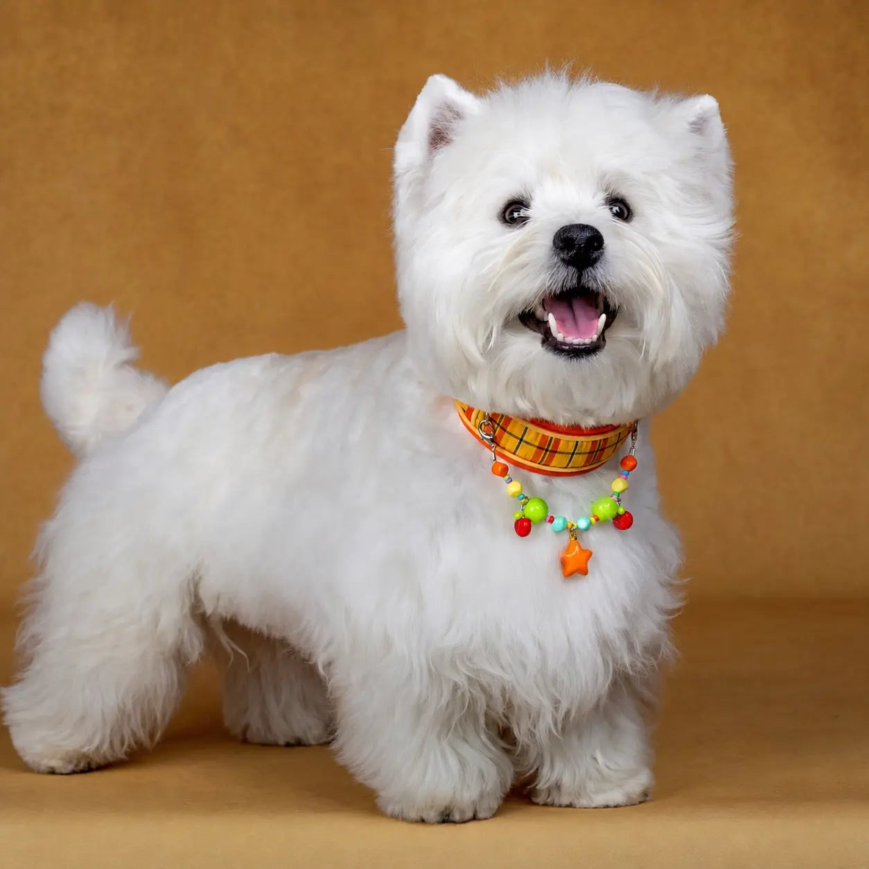 "Orange Soda" Plaid Pet Collar & Leash Set